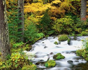 Preview wallpaper willamette national forest, oregon, wood, trees, autumn, river, stones