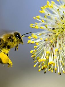 Preview wallpaper willow, bee pollination, yellow, gray