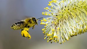 Preview wallpaper willow, bee pollination, yellow, gray