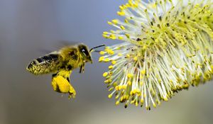 Preview wallpaper willow, bee pollination, yellow, gray