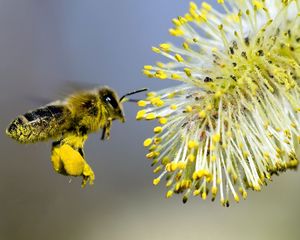 Preview wallpaper willow, bee pollination, yellow, gray