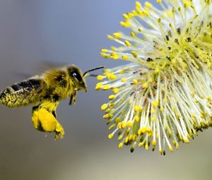 Preview wallpaper willow, bee pollination, yellow, gray