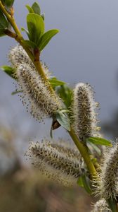 Preview wallpaper willow, branch, fluff, flowers, buds