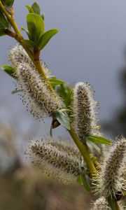 Preview wallpaper willow, branch, fluff, flowers, buds