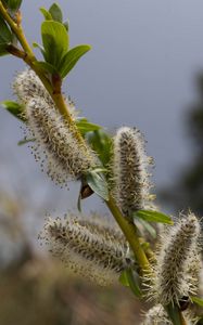 Preview wallpaper willow, branch, fluff, flowers, buds