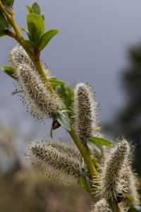 Preview wallpaper willow, branch, fluff, flowers, buds