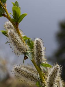 Preview wallpaper willow, branch, fluff, flowers, buds