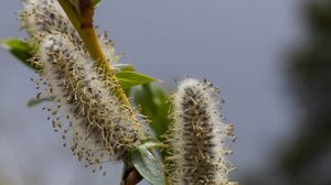 Preview wallpaper willow, branch, fluff, flowers, buds