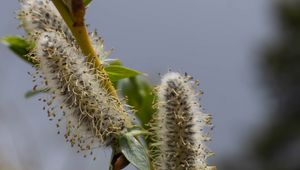 Preview wallpaper willow, branch, fluff, flowers, buds