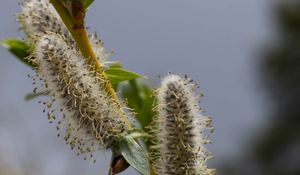 Preview wallpaper willow, branch, fluff, flowers, buds