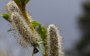 Preview wallpaper willow, branch, fluff, flowers, buds