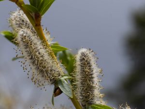 Preview wallpaper willow, branch, fluff, flowers, buds