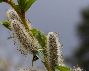 Preview wallpaper willow, branch, fluff, flowers, buds