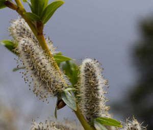 Preview wallpaper willow, branch, fluff, flowers, buds