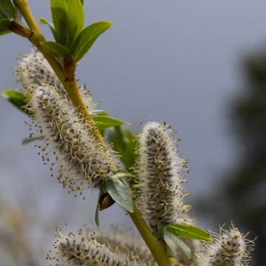 Preview wallpaper willow, branch, fluff, flowers, buds