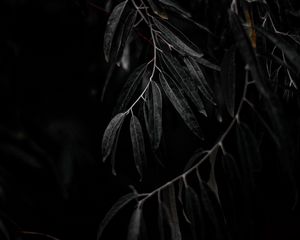 Preview wallpaper willow, branch, leaves, tree
