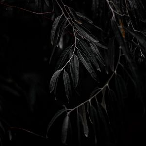 Preview wallpaper willow, branch, leaves, tree