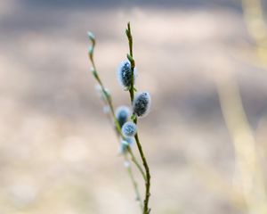 Preview wallpaper willow, branch, macro, blur