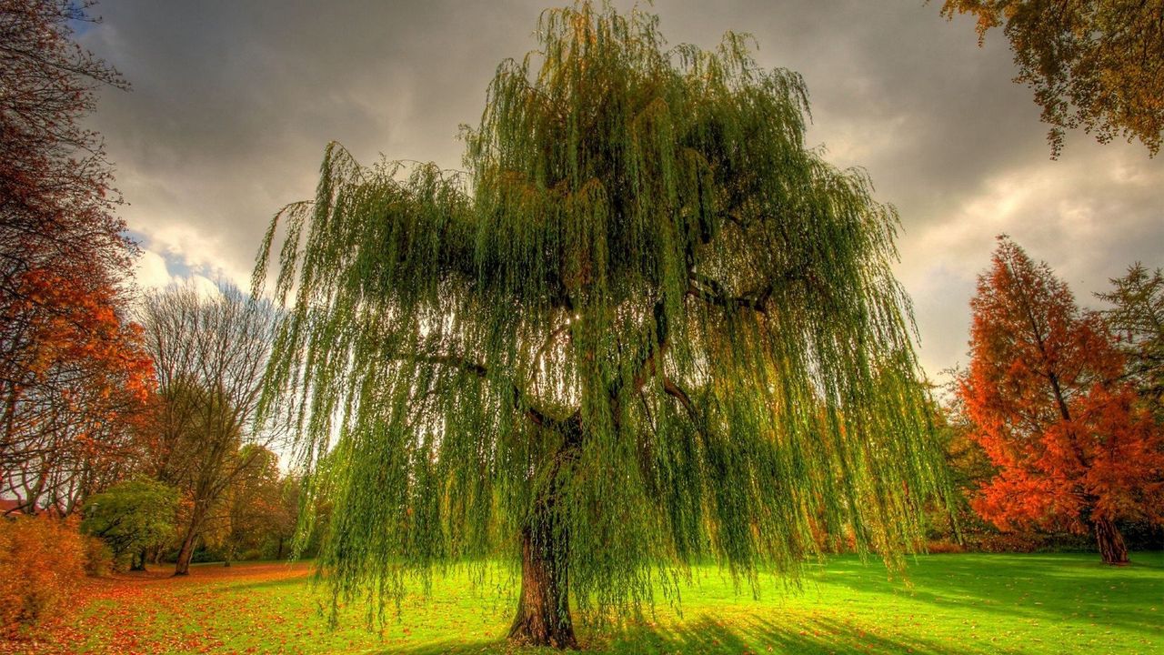 Wallpaper willow, branches, field, meadow, cloudy