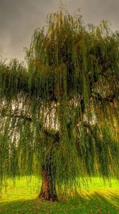 Preview wallpaper willow, branches, field, meadow, cloudy