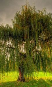 Preview wallpaper willow, branches, field, meadow, cloudy
