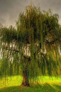 Preview wallpaper willow, branches, field, meadow, cloudy