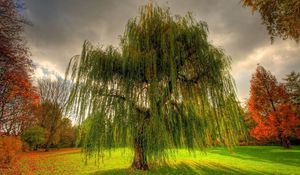 Preview wallpaper willow, branches, field, meadow, cloudy