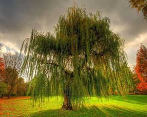 Preview wallpaper willow, branches, field, meadow, cloudy