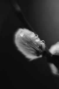 Preview wallpaper willow, bud, fluff, drops, macro, black and white