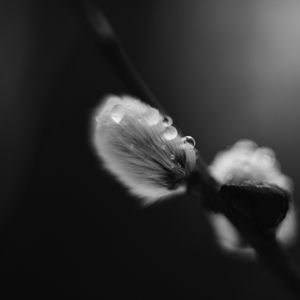 Preview wallpaper willow, bud, fluff, drops, macro, black and white