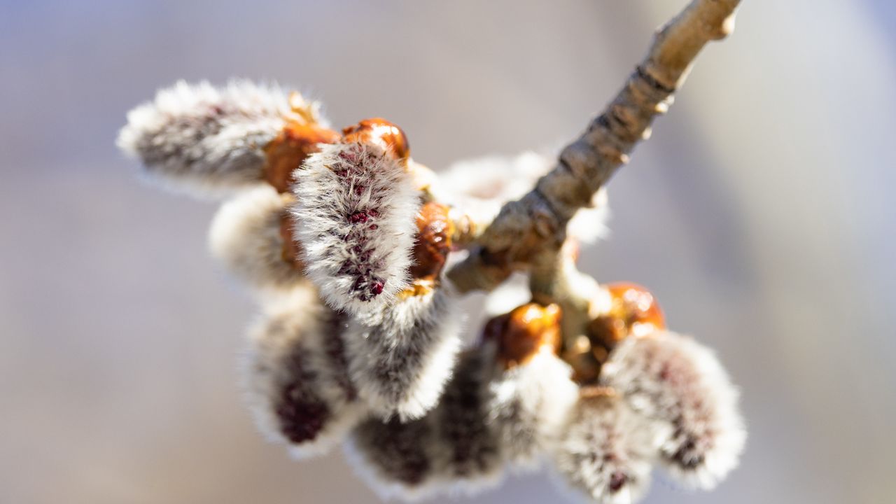 Wallpaper willow, buds, fluff, branch, macro, spring hd, picture, image