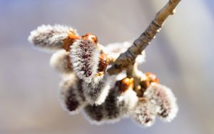 Preview wallpaper willow, buds, fluff, branch, macro, spring