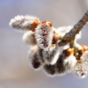 Preview wallpaper willow, buds, fluff, branch, macro, spring