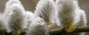 Preview wallpaper willow, feathers, close-up, drops