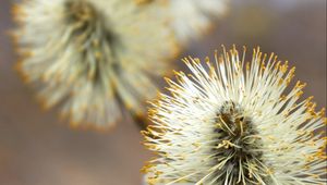 Preview wallpaper willow, feathers, flower, twig, plant