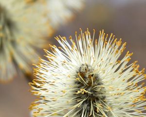 Preview wallpaper willow, feathers, flower, twig, plant