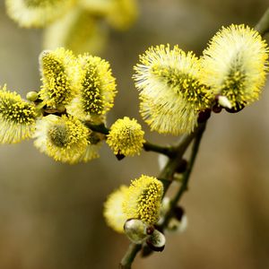 Preview wallpaper willow, flowering, branch