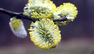 Preview wallpaper willow, flowering, branch, season