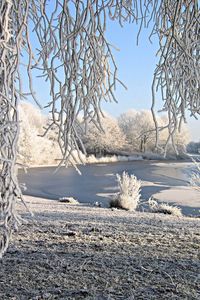 Preview wallpaper willow, snow, river, winter, hoarfrost