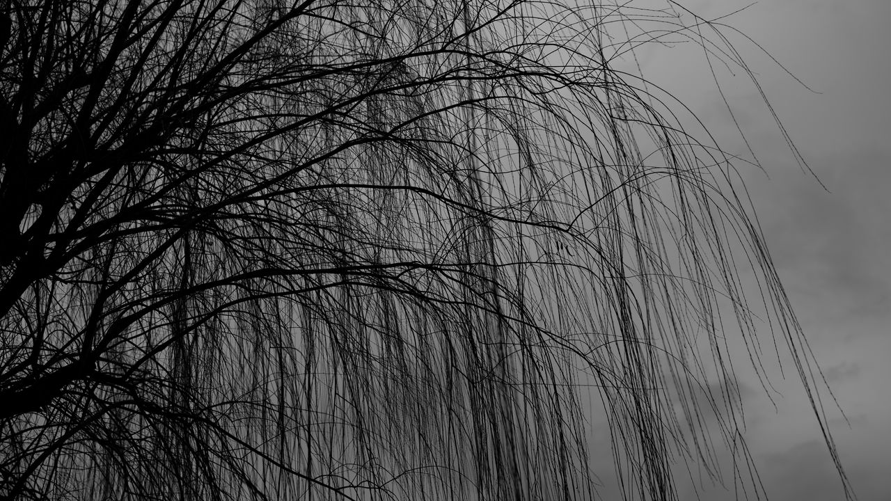 Wallpaper willow, tree, bw, branches, dark
