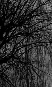 Preview wallpaper willow, tree, bw, branches, dark