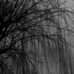 Preview wallpaper willow, tree, bw, branches, dark
