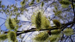 Preview wallpaper willow, tree, twig, flower, spring