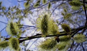 Preview wallpaper willow, tree, twig, flower, spring