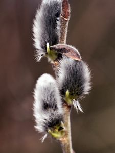 Preview wallpaper willow, twig, stem