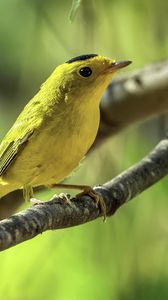 Preview wallpaper wilsons warbler, bird, wildlife, yellow