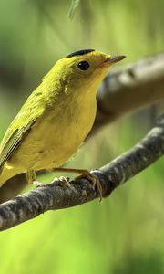 Preview wallpaper wilsons warbler, bird, wildlife, yellow