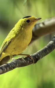 Preview wallpaper wilsons warbler, bird, wildlife, yellow