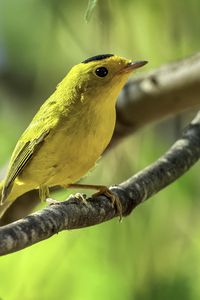 Preview wallpaper wilsons warbler, bird, wildlife, yellow