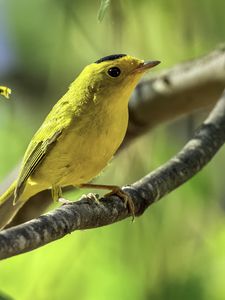 Preview wallpaper wilsons warbler, bird, wildlife, yellow